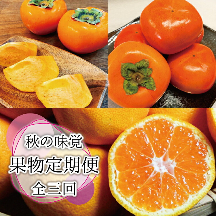 【ふるさと納税】【全3回定期便】秋の味覚 果物定期便 柿・みかん 旬のフルーツを毎月お届け♪ / フルーツ 果物 柿 みかん カキ ミカン 柑橘 フルーツ定期便 果物定期便 定期便 和歌山 有田|和歌山県すさみ町