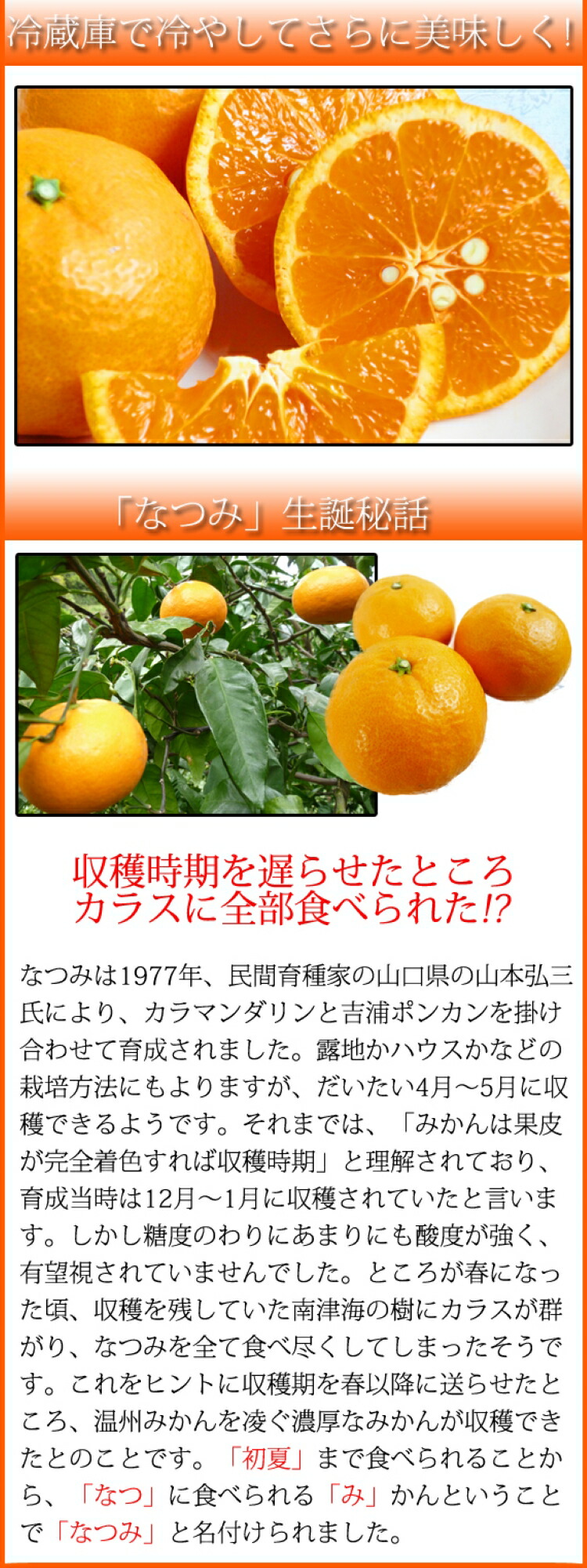 ふるさと納税 初夏のみかん 23年4月中頃に順次発送予定 予約 なつみ5kg