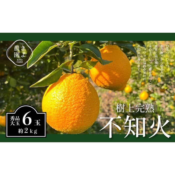 【ふるさと納税】不知火 希少な樹上完熟！ 秀品大玉 6個入 (約2kg)　【2026年2月下旬頃～4月中旬頃まで発送】【KT2】 | フルーツ 果物 くだもの 食品 人気 おすすめ 送料無料