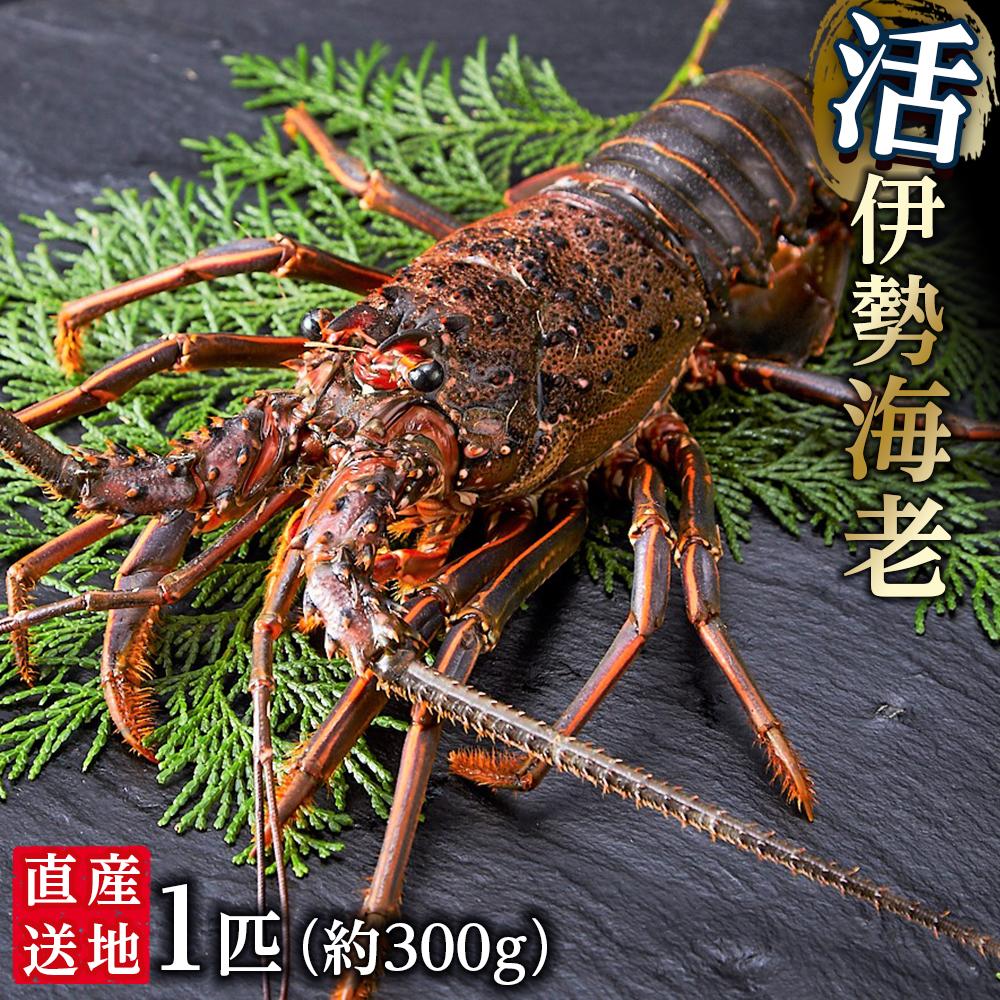 【ふるさと納税】活 伊勢海老 1匹（約300ｇ）南紀黒潮イセエビ 年末年始 お正月 お届け可｜期間限定 漁師直送 海鮮 とれたて 人気 | 伊勢海老 海鮮 活き 海老 人気 おすすめ 南紀 新鮮 お正月 年末年始 送料無料 ふるさと納税｜和歌山県那智勝浦町