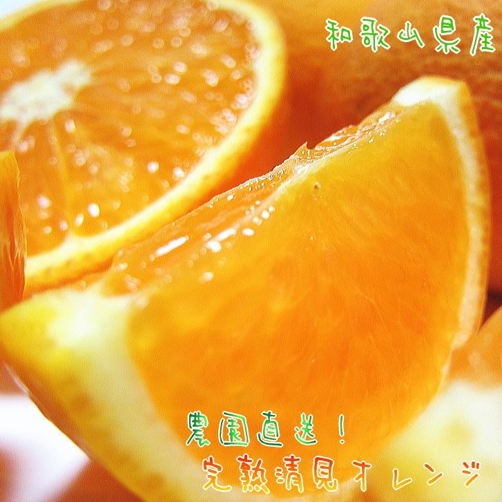 【ふるさと納税】有田育ちの 完熟 清見 オレンジ（ご家庭用）約10kg［先行予約］［MS35］ | フルーツ 果物 くだもの 食品 人気 おすすめ 送料無料 農家直送｜和歌山県那智勝浦町