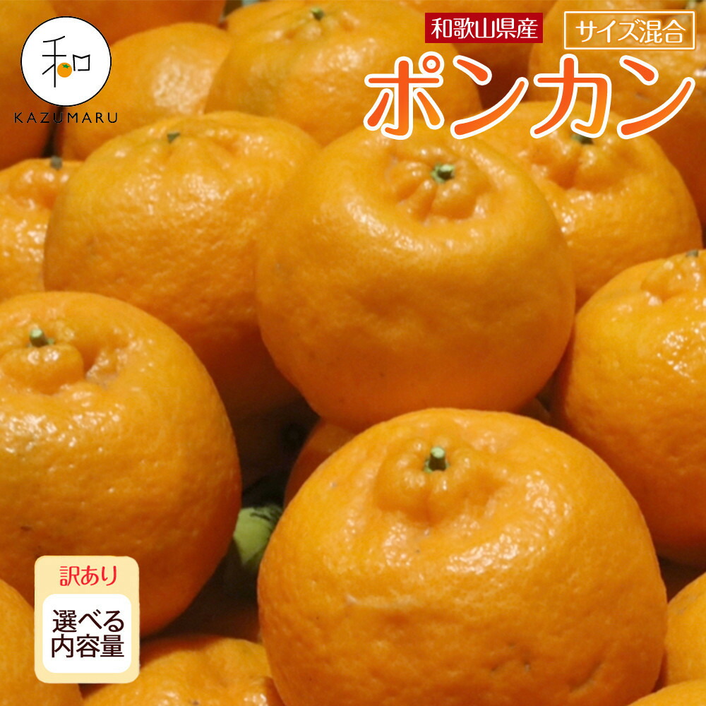 【ふるさと納税】［先行予約］訳あり 森本農園の手選別 ポンカン6kg or 8kg 和歌山県産 サイズ混合 ［北海道・沖縄・離島配送不可］ | みかん 蜜柑 フルーツ 果物 くだもの 食品 人気 おすすめ 送料無料