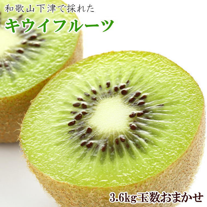 【ふるさと納税】和歌山の下津で採れたキウイフルーツ約3.6kg（玉数おまかせ・秀品）★2026年１月中旬頃より順次発送［TM111］ | 和歌山県  那智勝浦町 返礼品 キウイフルーツ キウイ 果物 くだもの フルーツ 果実 旬の果物 旬のフルーツ 名産品 特産品 お土産