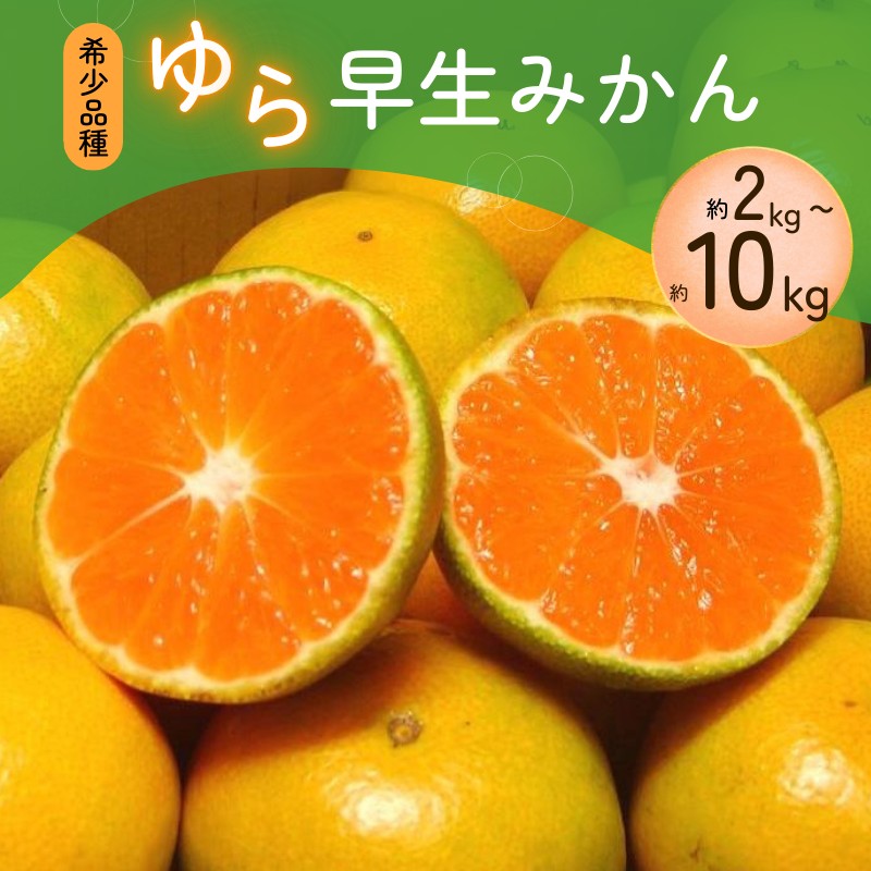 【ふるさと納税】 【2026年秋頃発送予約分】 ＼光センサー選別／＼農家直送/甘くて濃厚！希少品種 ご家庭用 ゆら早生みかん 約2kg～10kg サイズ混合 有機質肥料100% ※2026年10月～11月に順次発送予定（お届け日指定不可）｜和歌山県太地町