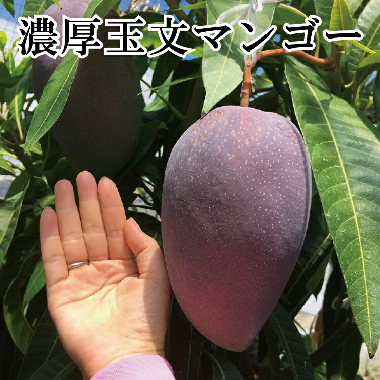 濃厚玉文マンゴー 約1kg(1〜2玉) ※9月中旬〜10月上旬頃発送予定