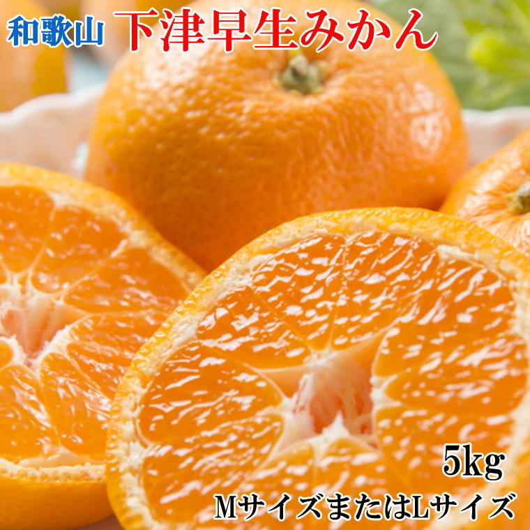 和歌山下津早生みかんMまたはL5kg 2022年11月中旬〜2023年1月中旬ごろに順次発送 お届け日指定不可 低価格の