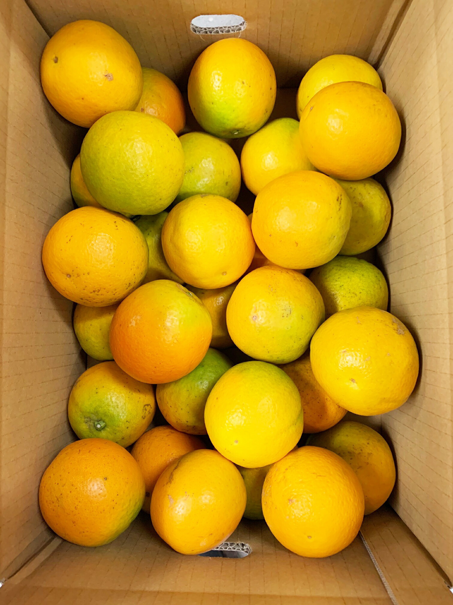 ふるさと納税 国産 珍バレンシアオレンジ 5kg Geo2 Co Uk