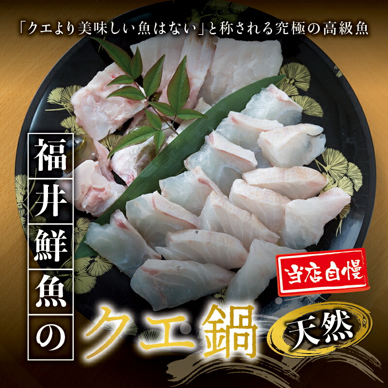 【ふるさと納税】【先行予約】 クエ 国産 天然 クエ鍋 500g 幻の魚 / クエ 天然クエ クエ鍋 くえ 魚介 魚介類 魚 希少 鍋 お鍋