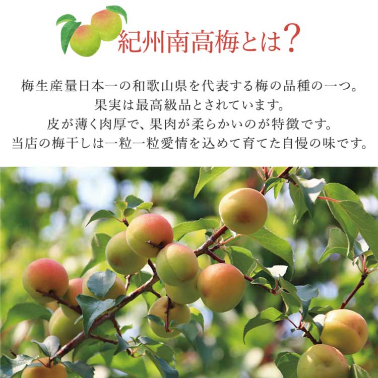 ふるさと納税 白浜町 紀州南高梅 《つぶれ梅セット》 しそ漬け梅 塩分8% 1.2キロ 白浜グルメ市場 速くおよび自由な