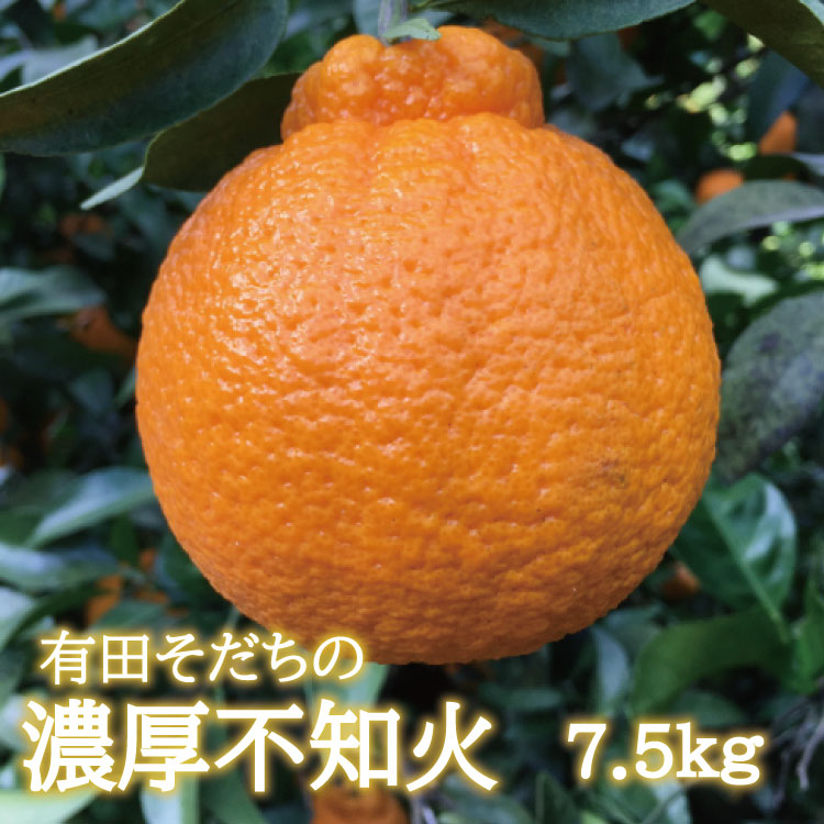 先行予約 有田育ちの濃厚不知火(ご家庭用)(通称デコポン) 約7.5kg