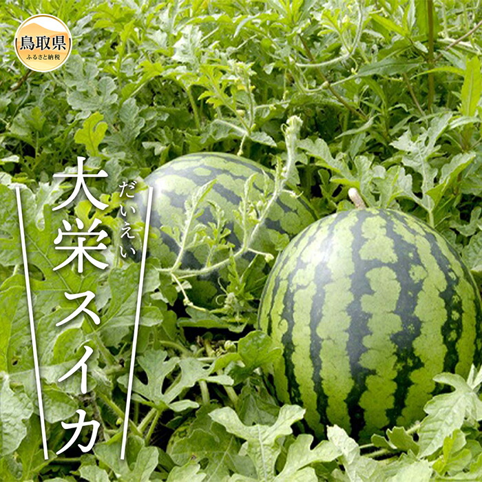 【ふるさと納税】C24-073 大栄すいか　秀　2玉（1玉2Ｌ以上）【期間･数量限定】