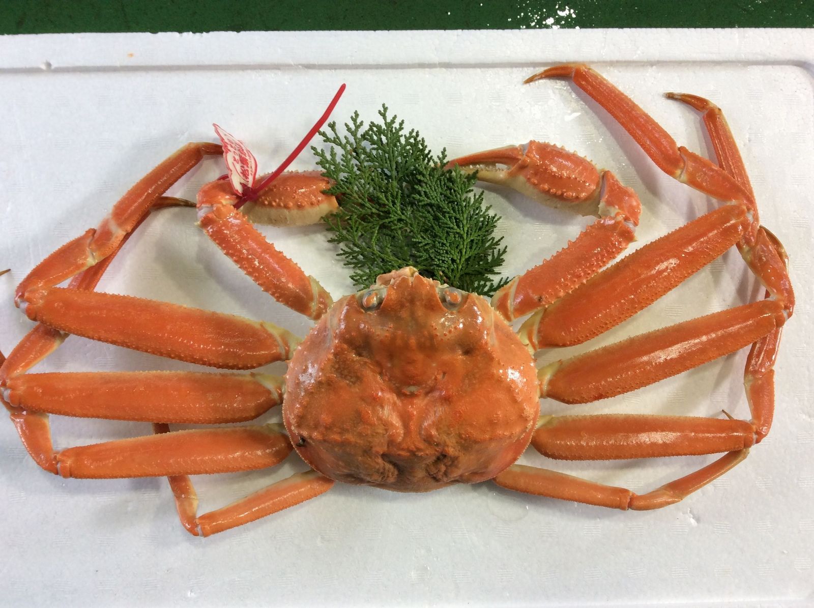 D22 54 タグ付きボイル松葉ガニ 中1枚 約650g 最大64 Offクーポン