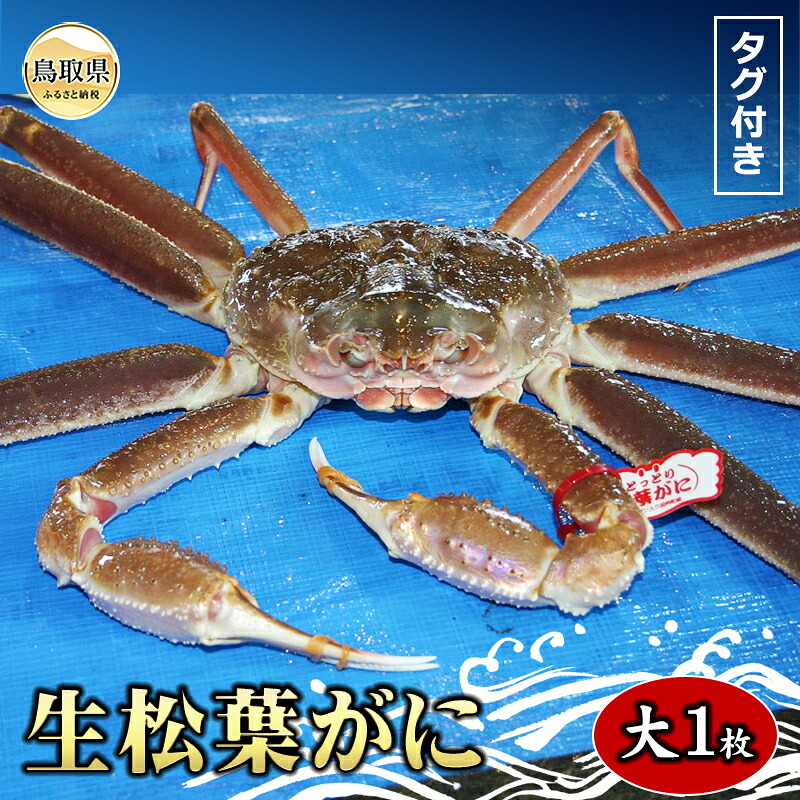 【ふるさと納税】【魚倉】タグ付き生松葉ガニ 大 約800g【期間限定】_T2600169|鳥取県