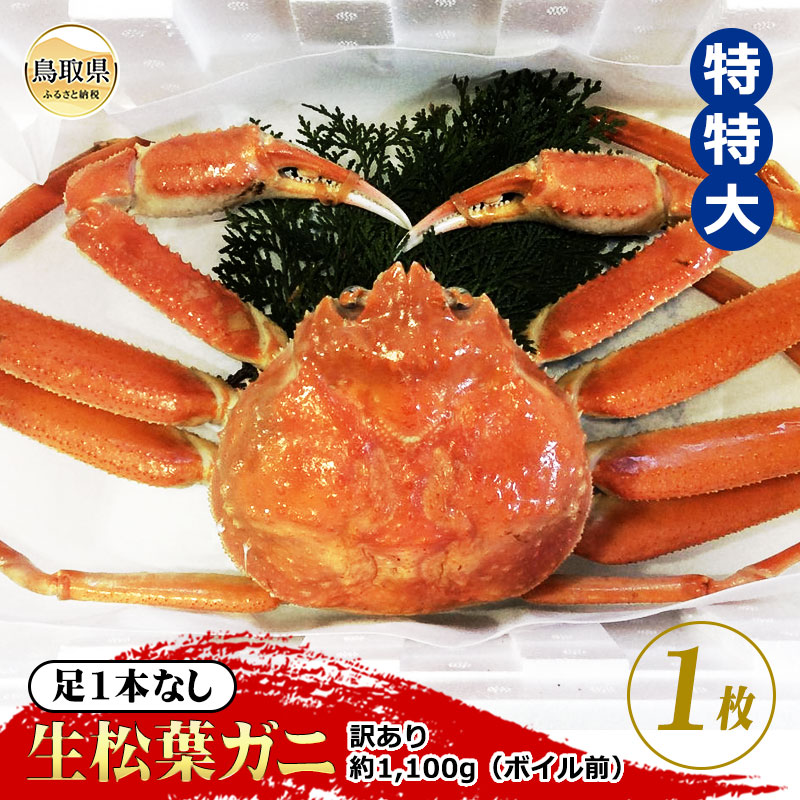 【ふるさと納税】【魚倉】足1本なし生松葉ガニ訳あり　特特大　約1,100g【期間限定】_T2600164｜鳥取県