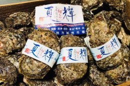 楽天ランキング1位 ふるさと納税 559 鳥取の天然岩牡蠣 夏輝 1kg 牡蠣 カキ 岩牡蠣 夏輝 ブランド ブランドラベル 送料無料 期間限定 お1人様1点限り Lexusoman Com