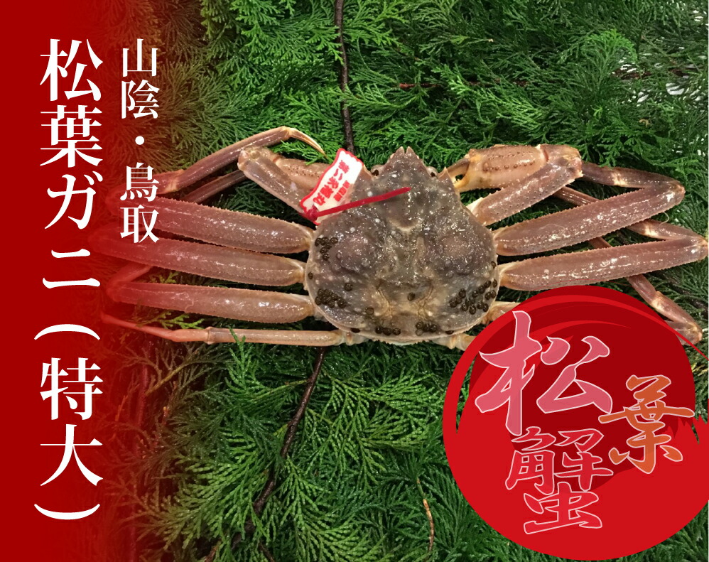 贅沢品 さとふるふるさと納税 鳥取市 特選とっとり松葉ガニ 特大 山根商店