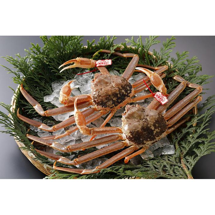 【ふるさと納税】鳥取県産 活松葉がに 特大2枚(タグ付)【中村商店】 | 国産 タグ付き ズワイガニ 松葉ガニ カニ 蟹 かに 浜茹 カニ鍋 かに鍋 鍋 かにみそ 期間限定 送料無料 鳥取県 鳥取市