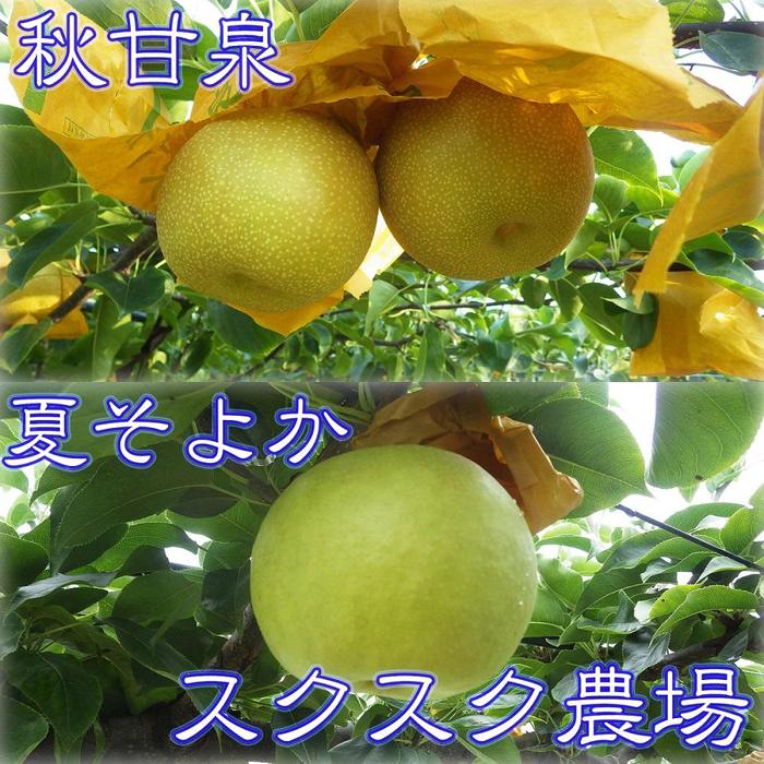 【ふるさと納税】秋甘泉・夏そよかセット 秀品 2.5kg箱【スクスク農場】