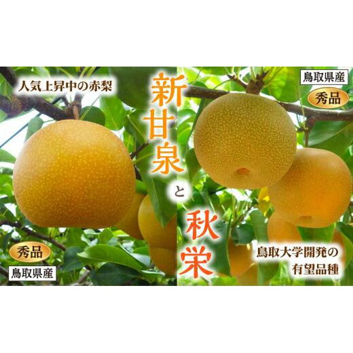 【ふるさと納税】新甘泉・秋栄セット 秀品 2.5kg箱【スクスク農場】 | 鳥取 梨 なし 送料無料