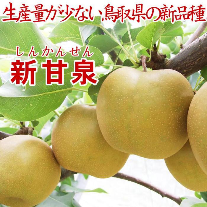 【ふるさと納税】鳥取県産 新甘泉5kg 訳あり【フォーシーズン】 | 鳥取  梨  送料無料