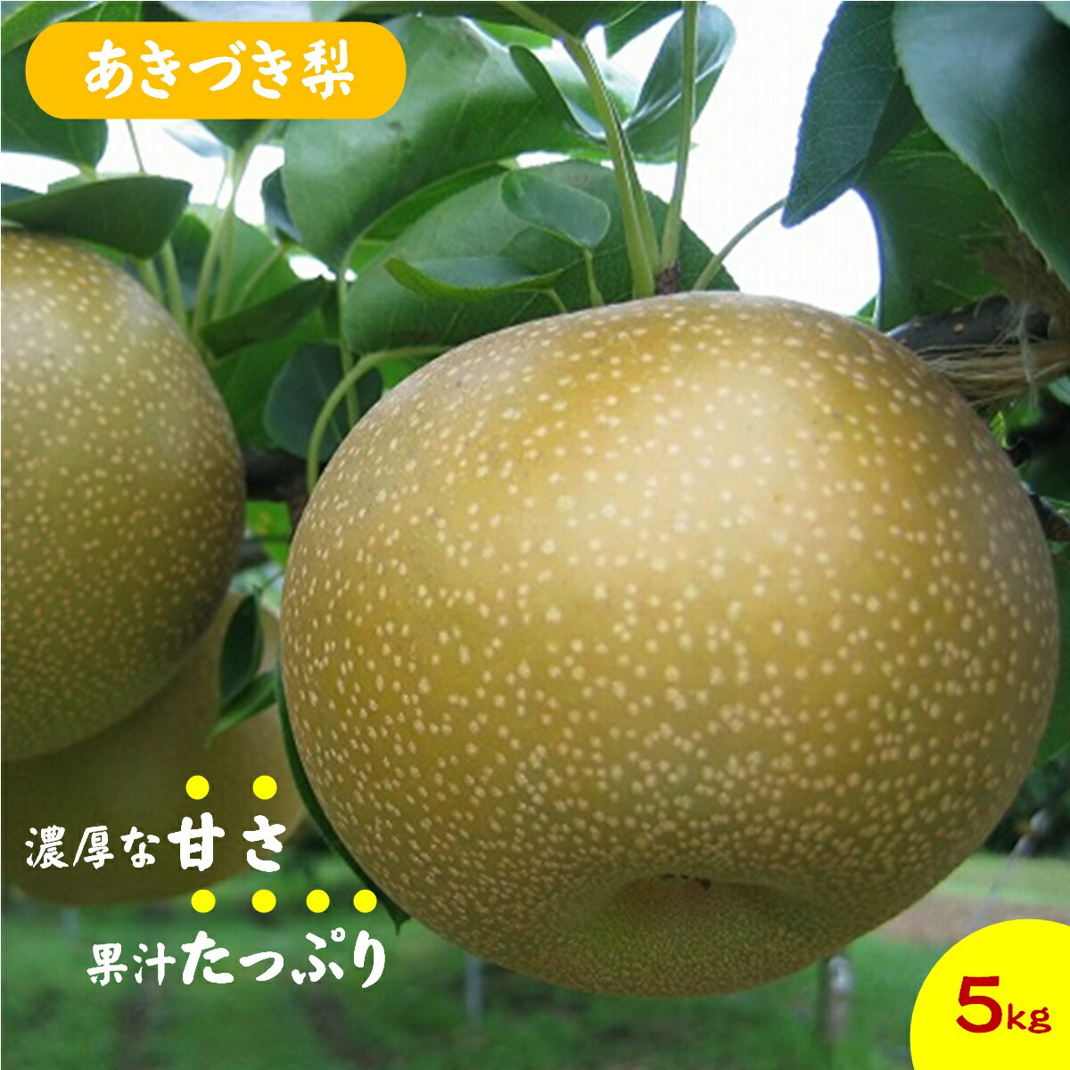 【ふるさと納税】先行予約 梨 あきづき梨 5kg 【9月中旬～9月下旬お届け】【25-014-009】【鳥取西部農業協同組合 米子・あいみ果実部】 梨 ナシ 果物 フルーツ なし 鳥取県 米子市 鳥取県産 くだもの 赤梨 5キロ 先行受付 お取り寄せ 数量限定 果汁たっぷりで濃厚 甘い 赤梨