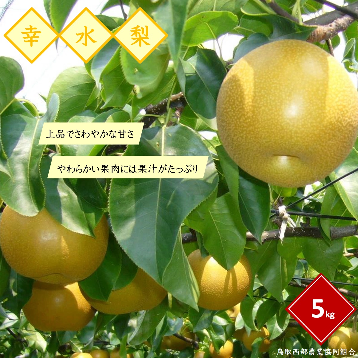 【ふるさと納税】先行予約 梨 幸水梨 5kg【 8月上旬頃発送】【25-014-012】【鳥取西部農業協同組合 米子・あいみ果実部】梨 ナシ 果物 フルーツ なし 果汁 和梨 鳥取県産 くだもの 5キロ 先行受付 お取り寄せ 数量限定 こうすいなし 産地直送 鳥取県 米子市 送料無料