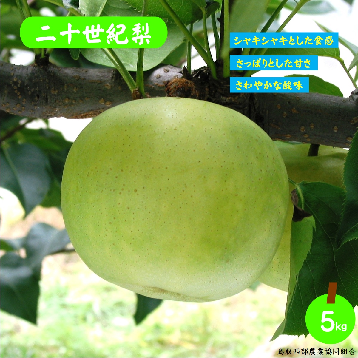 【ふるさと納税】先行予約 梨 二十世紀 5kg 【25-014-006】【鳥取西部農業協同組合 米子・あいみ果実部】【8月下旬～9月上旬発送】20世紀梨 ナシ 果物 フルーツ なし 果汁 鳥取県産 くだもの 青梨の代表品種 先行受付 お取り寄せ 数量限定 し 鳥取県 米子市 送料無料