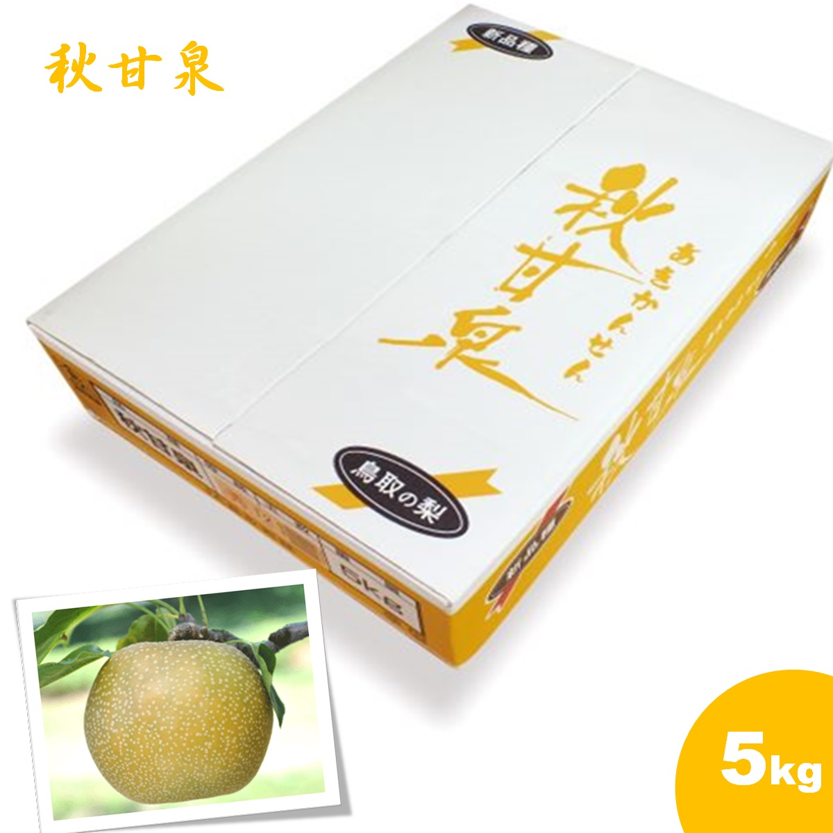 【ふるさと納税】先行予約 鳥取県産 梨 秋甘泉（あきかんせん） 5kg 【25-014-015】鳥取西部農業協同組合　果実課果物 フルーツ なし 梨 ナシ くだもの 赤梨 酸味 先行受付 お取り寄せ グルメ 鳥取県 米子市【9月上旬～9月下旬お届け】