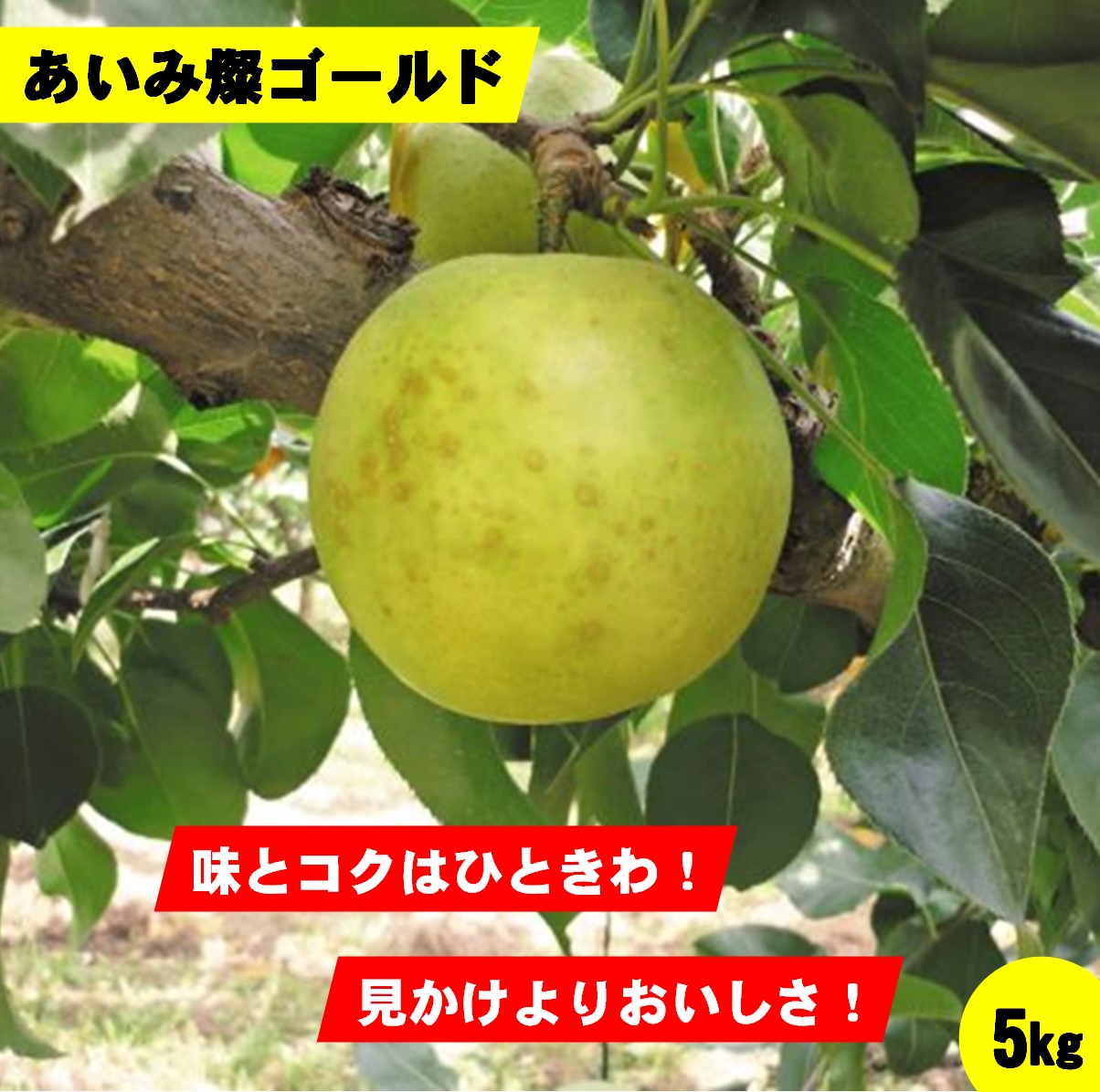 【ふるさと納税】先行受付 梨 あいみ燦ゴールド 　5kg【8月下旬～9月上旬お届け】【25-014-007】【鳥取西部農業協同組合 米子・あいみ果実部】味美人 甘い 梨 ナシ 果物 フルーツ なし 鳥取県産 くだもの 5キロ お取り寄せ 数量限定 サンゴールド 鳥取県 米子市