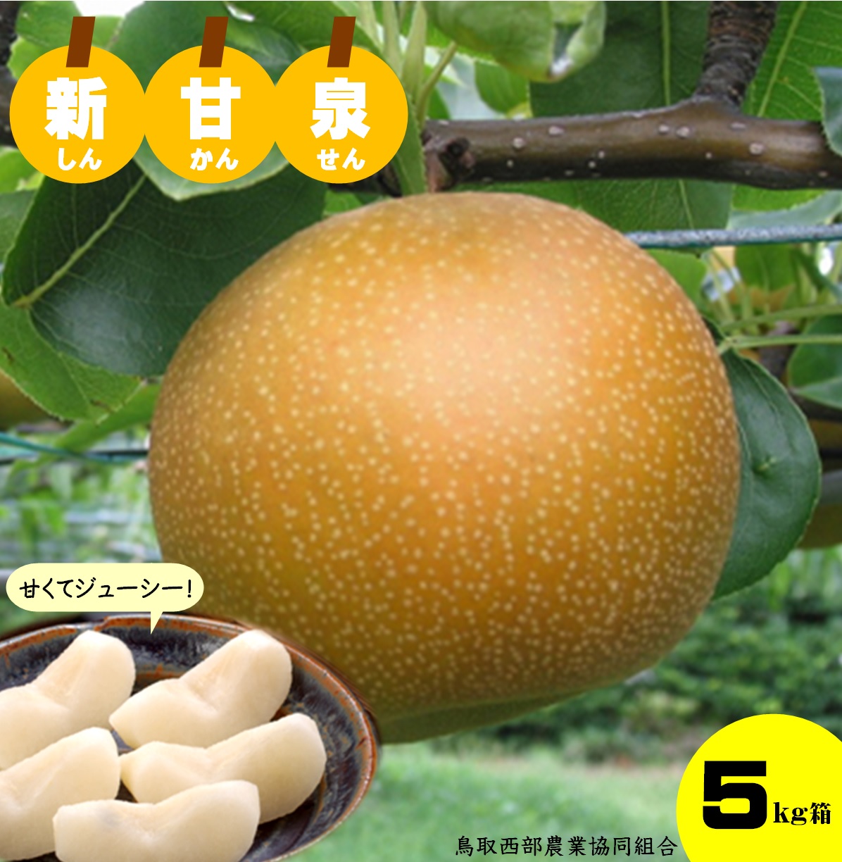 【ふるさと納税】先行受付 鳥取県産 新甘泉 5kg【8月中旬～9月上旬頃お届け】【25-018-002】鳥取西部農業協同組合