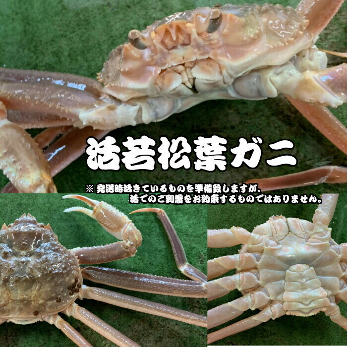 【ふるさと納税】【魚倉】生若松葉ガニ 4枚（足１～２本なし含む） 松葉ガニ カニ ズワイガニ 冷蔵 カニ爪 かにしゃぶ カニ刺身 ずわいがに 鮮度抜群 国産 高級 足欠け 足かけ 鳥取県 倉吉市