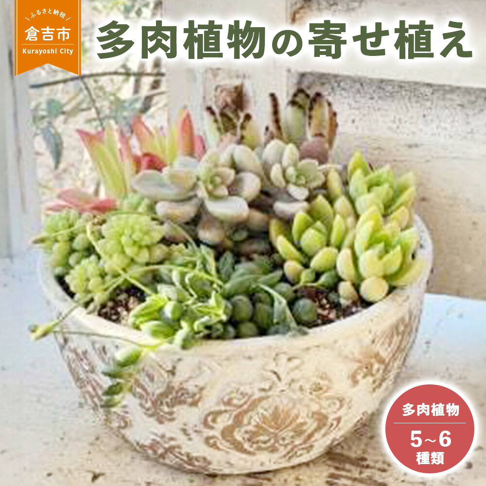 【ふるさと納税】多肉植物 の 寄せ植え L 【Le Ciel】 お命のせんたく おまかせ お任せ 5類概念～6類概念 花 観葉草木 生まれ落ちる日 祝する日 差し上げ物 差し上げ物 母の日 父の日 敬老の日 書き割り 鉢