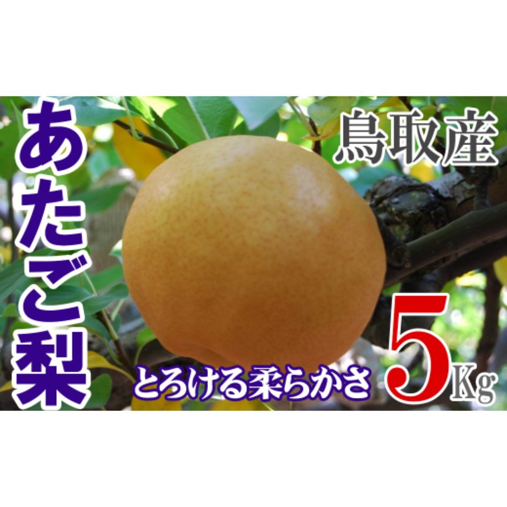 【ふるさと納税】あたご梨 【倉吉産】5kg（JA鳥取中央） 梨 ナシ なし 鳥取 果物 フルーツ 和梨 先行予約 数量限定 詰め合わせ 人気 甘い 大玉 今が旬 あたご梨