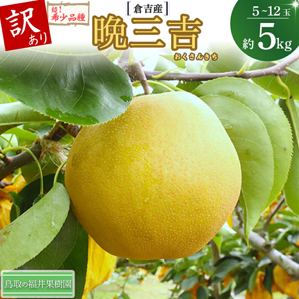【ふるさと納税】【希少梨】訳あり 晩三吉 5kg（5～12玉） 倉吉産 福井果樹園 おくさんきち 梨 なし ナシ ブランド梨 冬梨 希少品種 果物 フルーツ 和梨 数量限定