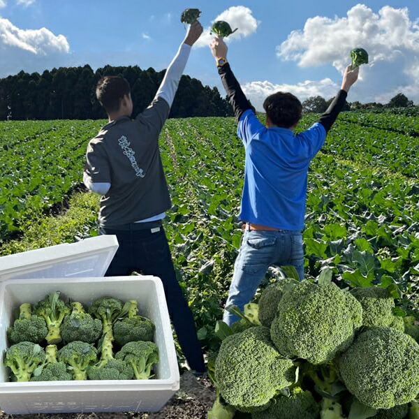 【ふるさと納税】倉吉市 朝どれブロッコリー（1.5kg） 鳥取県産 旬 新鮮 野菜 おまかせ 冷蔵 朝採れ 国産 サラダ