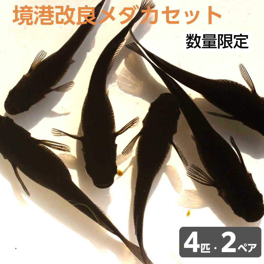 【ふるさと納税】＜数量限定＞境港改良メダカセット(4匹・2ペア)