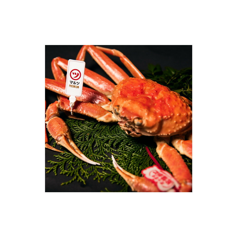【ふるさと納税】松葉ガニ 大 800g以上 1枚 タグ付き 境港産 活〆 ボイル 冷蔵 鳥取県産 蟹 | 松葉ガニ 松葉がに タグ付き ブランド蟹 ズワイガニ ずわいがに 蟹 かに カニ 活〆 ボイル 茹で|鳥取県境港市