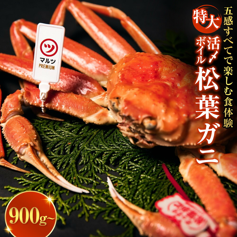 【ふるさと納税】松葉ガニ 特大 900g以上 1杯 タグ付き 境港産 活〆 ボイル 冷蔵 鳥取県産 蟹 マルツPREMIUM | 松葉ガニ 松葉がに タグ付き ブランド蟹 ズワイガニ ずわいがに 蟹 かに カニ 活〆 ボイル 茹で|鳥取県境港市