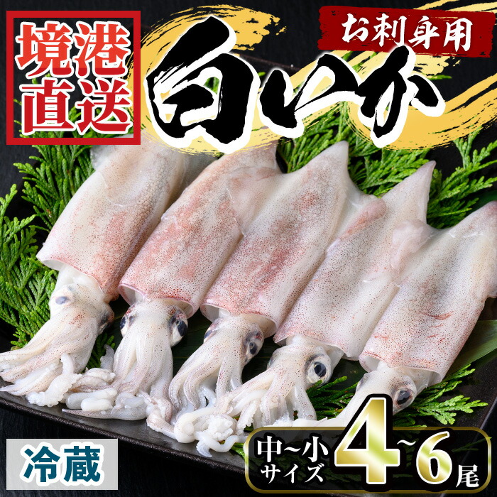 【ふるさと納税】＜選べる＞＜先行予約受付中！7月～9月上旬配送予定＞＜数量限定＞お刺身用白いか(4～6尾)イカ 魚 魚介 いか 刺身 期間限定 国産 鳥取 冷蔵【sm-AA015】【いたくら】