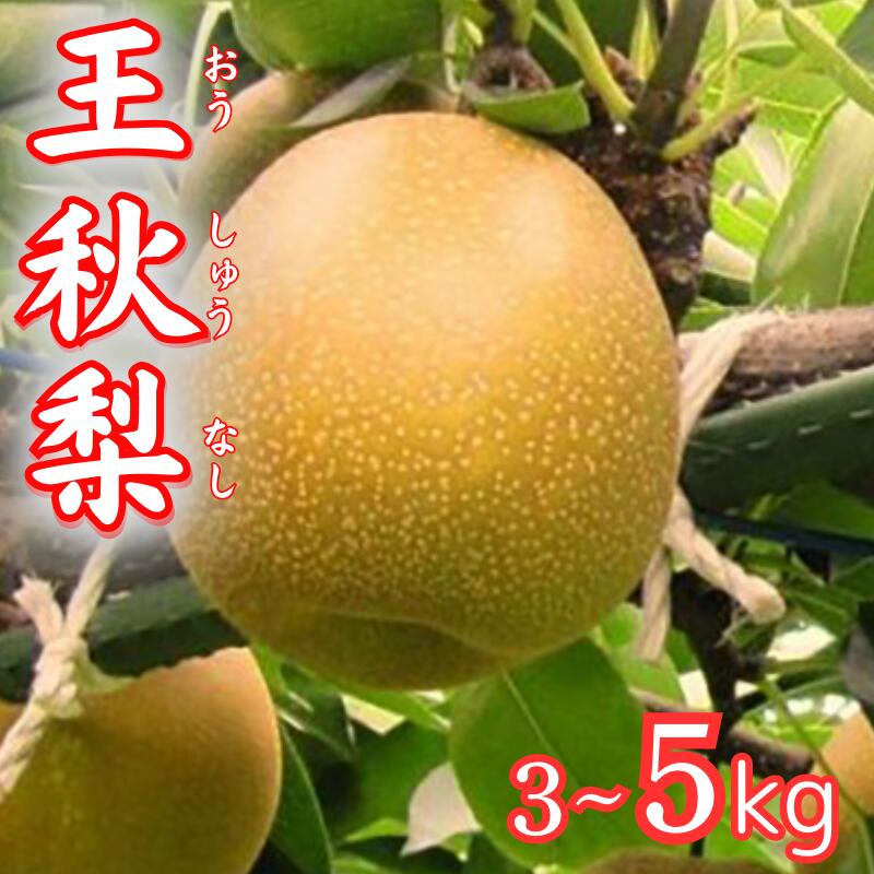 【ふるさと納税】【先行予約】王秋梨 3～5kg｜鳥取 梨 なし フルーツ 果物｜鳥取県岩美町