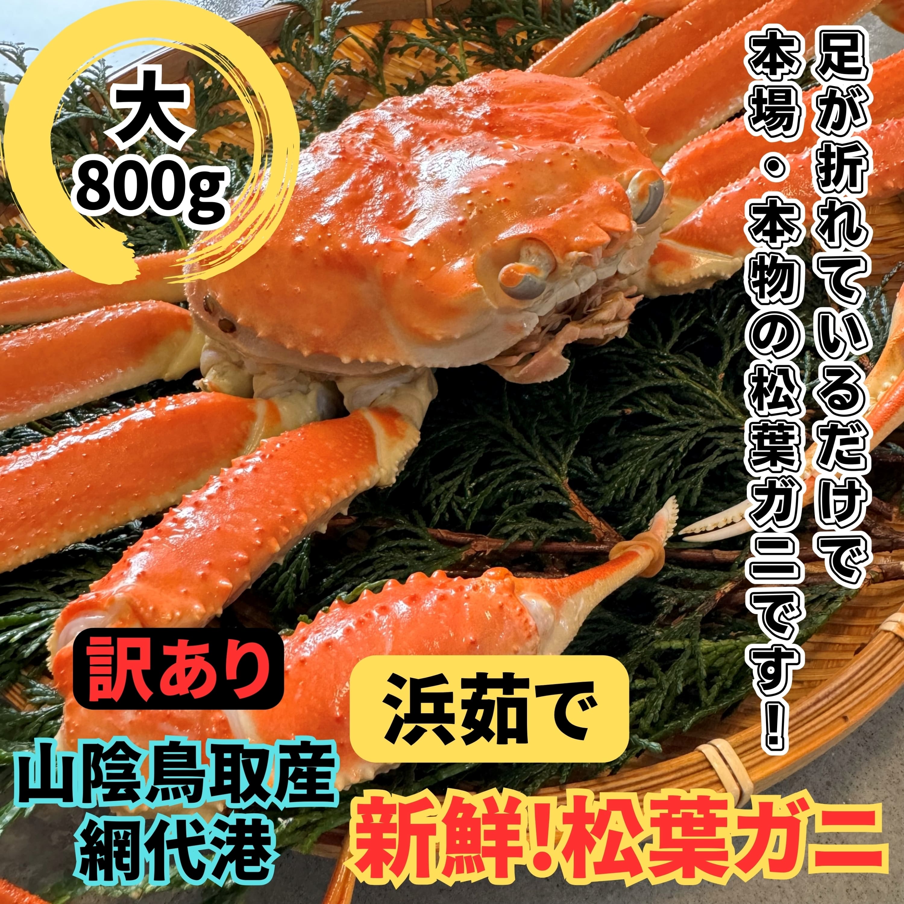 【ふるさと納税】【訳あり】浜茹で！松葉ガニ（大）800g 鳥取網代港【さかなや新鮮組】｜鳥取県 岩美町 蟹 かに カニ 松葉がに ズワイガニ ボイル 冷蔵 ※お届けは2026年11月中旬～【22021】｜鳥取県岩美町 42,250円