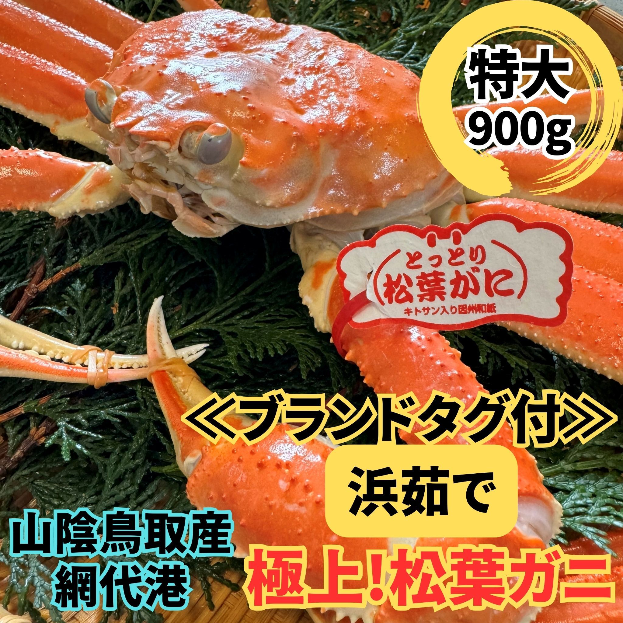 【ふるさと納税】ブランドタグ付 浜茹で!松葉ガニ(特大)900g 1枚 鳥取網代港 岩美 松葉がに ずわいがに かに ※お届けは2026年11月中旬~【さかなや新鮮組】【22094】|鳥取県岩美町