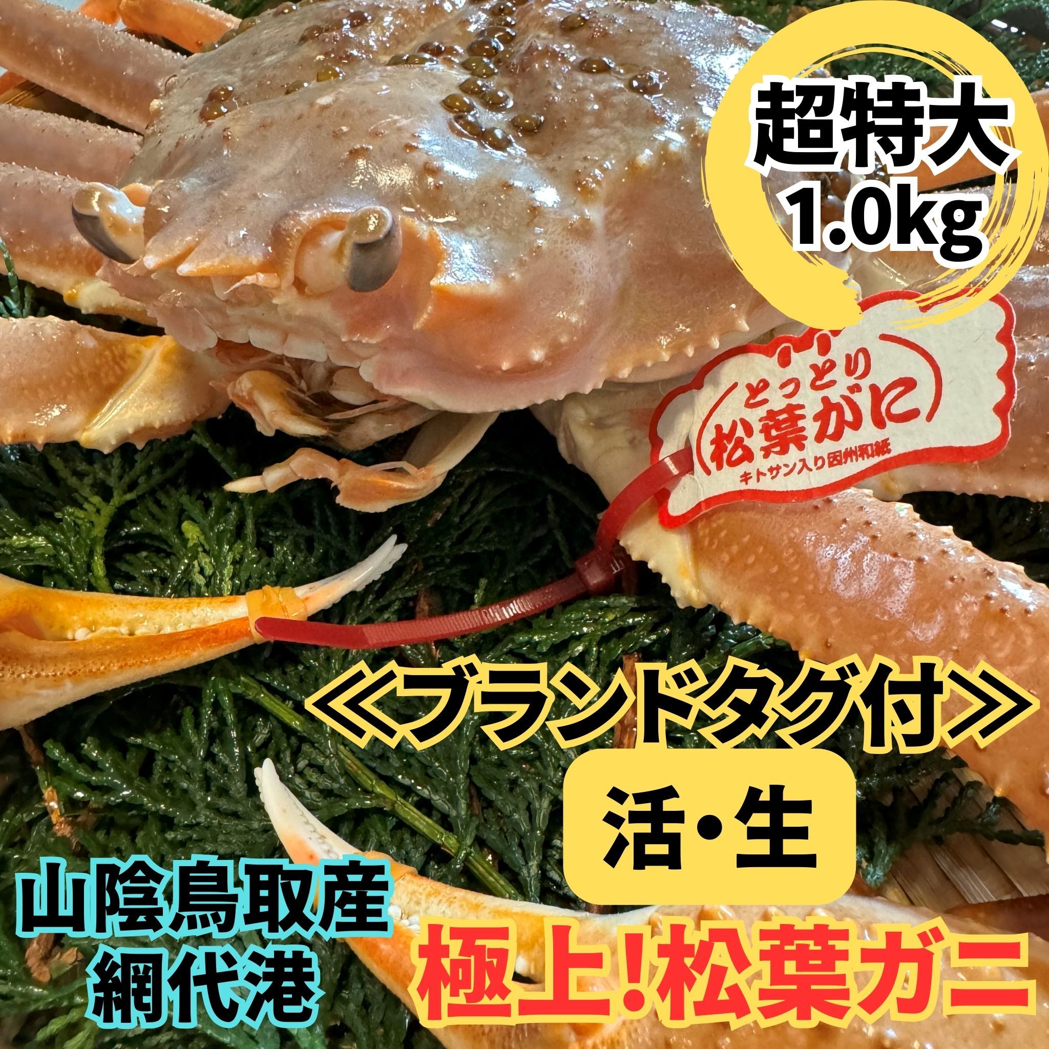【ふるさと納税】ブランドタグ付 活!松葉ガニ(超特大ジャンボ)1.0kg 1枚 鳥取網代港 岩美 松葉がに ずわいがに かに ※お届けは2026年11月中旬~【さかなや新鮮組】【22093】|鳥取県岩美町