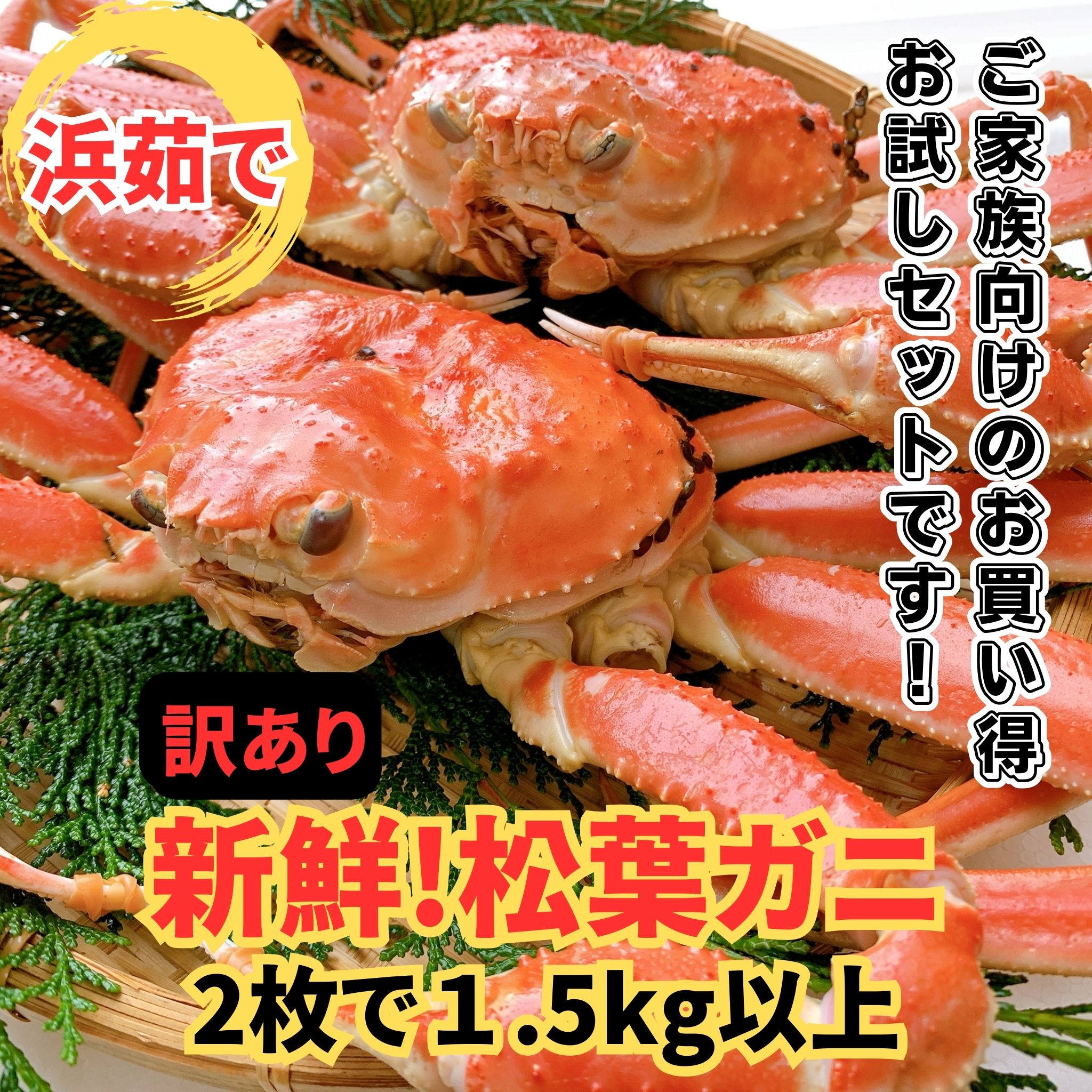 【ふるさと納税】【訳あり】 浜茹で!松葉ガニ1.5kg 鳥取網代港 岩美 松葉がに ずわいがに かに ※お届けは2026年11月中旬~【さかなや新鮮組】【22098】|鳥取県岩美町