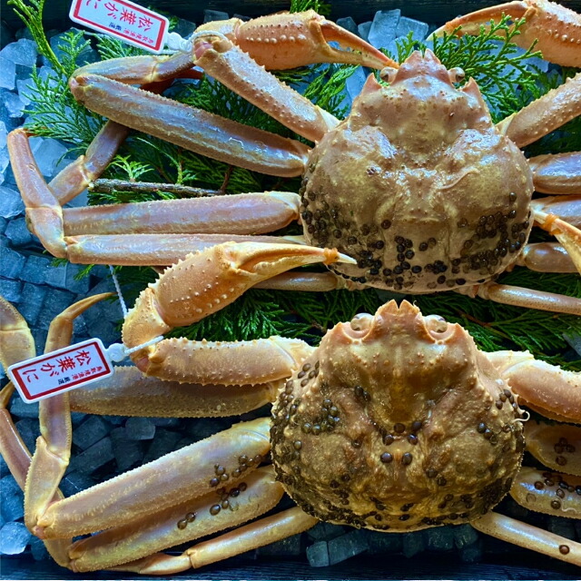 【ふるさと納税】【&rsquo;26先行予約】【活き】タグ付き松葉ガニ　中2枚(１枚500～640ｇ前後) 【※配送日時指定可】[233-WK9]｜鳥取県若桜町