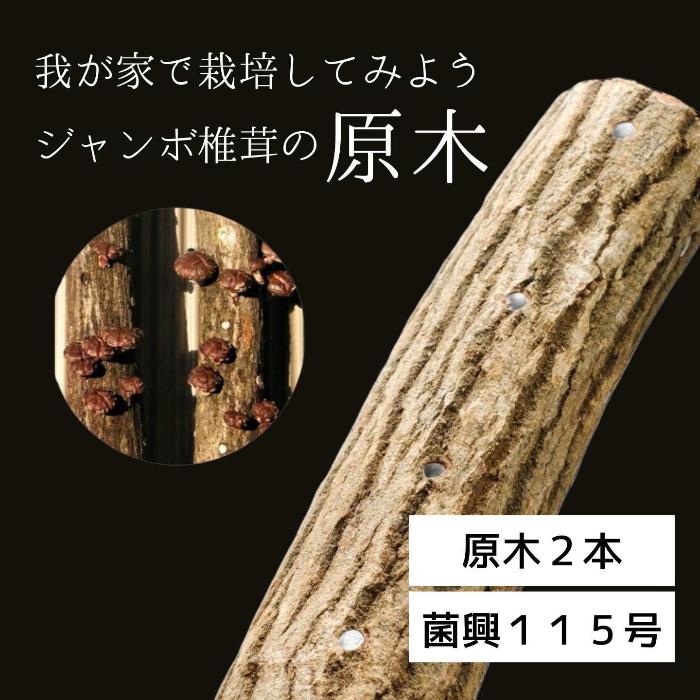 【ふるさと納税】我が家で栽培してみよう　ジャンボ椎茸の原木 [111]｜鳥取県若桜町