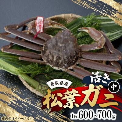 【ふるさと納税】活　鳥取県産タグ付き松葉ガニ中1枚(600g～700g)【配送不可地域：離島・北海道・沖縄県・東北・関東・信越、北陸・東海・九州】【1536361】