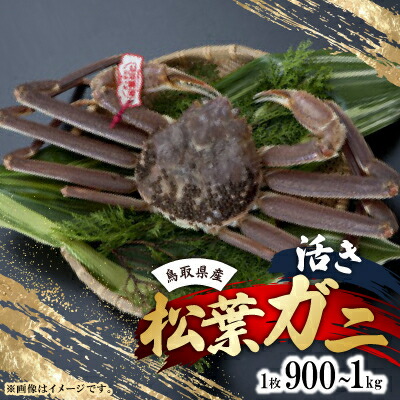 【ふるさと納税】活　鳥取県産タグ付き松葉ガニ LL 1枚(900g～1kg)【配送不可地域：離島・北海道・沖縄県・東北・関東・信越、北陸・東海・九州】【1536363】