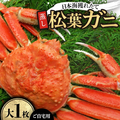 【ふるさと納税】【先行予約】【蒸し】ご自宅用日本海獲れたて松葉ガニ　大　1枚　※11月中旬から順次発送【配送不可地域：離島・北海道・沖縄県】【1536860】