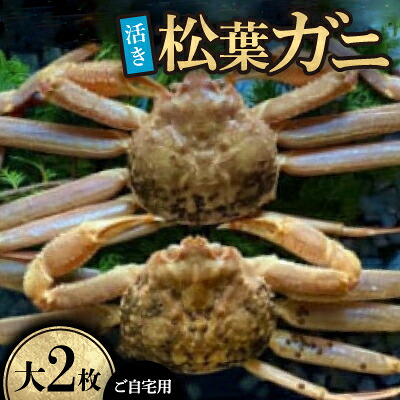 【ふるさと納税】【先行予約】【活き】ご自宅用 松葉ガニ 大 2枚(1枚800~940g前後)※11月中旬から順次発送【配送不可地域:離島・北海道・沖縄県】【1596424】|鳥取県智頭町